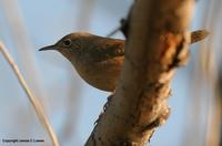 *NEW* House Wren