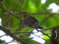 Rufous-breasted Hermit