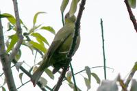 Celestino Olivaceo - Palm Tanager