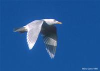 Glaucous Gull adult at Modesto STP © Eric Caine