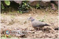 가장 최근에 발견한 미기록종은 목점박이비둘기(Stereptopelia chinensis)로