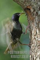 European Starling ( Sturnus vulgaris ) landing near its nest with food in his pecker stock photo