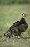 ...White headed vulture ( Trigonoceps occipitalis ) , Murchison Falls National Park , Uganda stock 