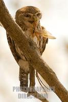 Pearl spotted Owlet eating a locust stock photo