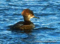 Hooded Merganser Lophodytes cucullatus