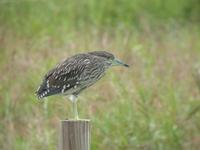 해오라기 Nycticorax nycticorax | black-crowned night heron