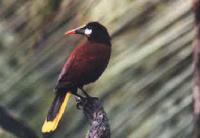 Montezuma Oropendola