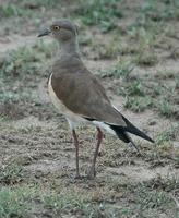 Black-winged Lapwing p.128