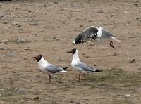 Brown-headed gulls Larus brunnicephalus