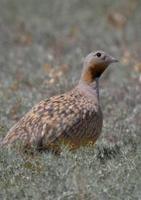 Pallas's Sandgrouse