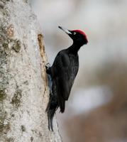 까막딱다구리(Drycopus martius) (Black Woodpecker)