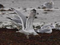 Caspian Gull (Larus cachinnans)