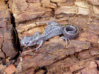 : Ambystoma macrodactylum; Long-toed Salamander