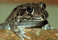 : Cyclorana novaehollandiae; New Holland Frog