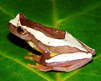 : Dendropsophus elegans; Elegant Forest Treefrog