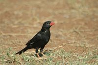 : Bubalornis niger; Redbilled Buffalo Weaver