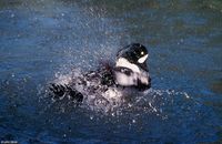 : Bucephala islandica; Barrow's Goldeneye