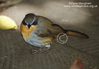 : Cossypha caffra; Cape Robin