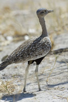 : Eupodotis ruficrista; Red Crested Korhaan