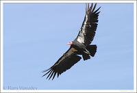 : Gymnogyps californianus; California Condor