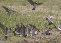 : Hirundo pyrrhonota; Cliff Swallow