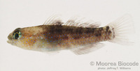 : Asterropteryx ensifera
