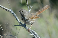 : Passerella iliaca; Fox Sparrow