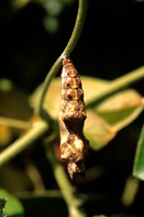 : Agraulis vanillae; Butterfly Family