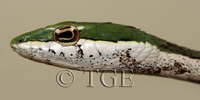 : Thelotornis usambaricus; Usambara Vine Snake