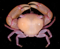 : Trapezia serenei
