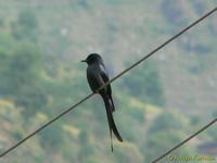 Ashy Drongo