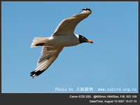 Larus ichthyaetus Great Black-headed Gull 漁鷗 045-022