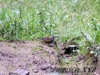 Prunella immaculate Maroon-backed Accentor 栗背岩鷚 119-034