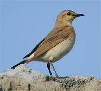 Isabelline Wheatear