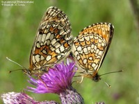 Brun pletvinge (Mellicta athalia) Foto/billede af