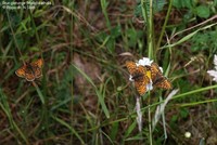 Brun pletvinge (Mellicta athalia ) Foto/billede af