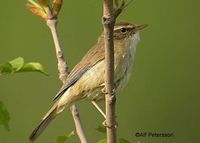 Yellow-streaked Warbler Phylloscopus armandii  - GlobalTwitcher.com