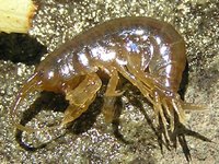 Gammarus fossarum