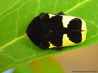 Gymnetosoma margineguttata