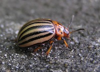 Leptinotarsa decemlineata - Colorado Potato Beetle