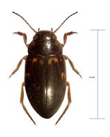 Nebrioporus canariensis