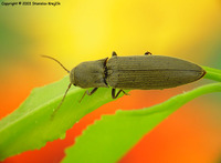 Agriotes pilosellus
