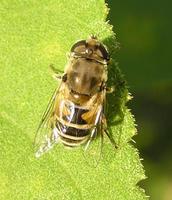Eristalis arbustorum