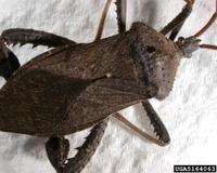 Acanthocephala femorata