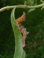 Notodonta ziczac - Pebble Prominent