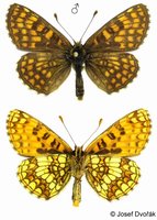 Melitaea aurelia - Nickerl's Fritillary