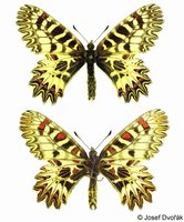 Zerynthia polyxena - Southern Festoon