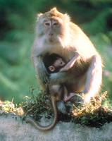 Long-tailed macaque (Macaca fascicularis)