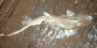 Holohalaelurus regani, Izak catshark: