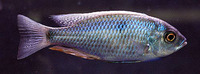 Copadichromis chrysonotus, : aquarium